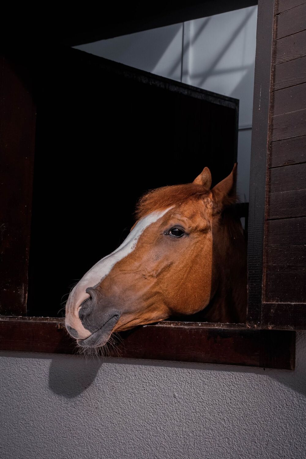 A chestnut horse leaning out of a dark stable window into the light