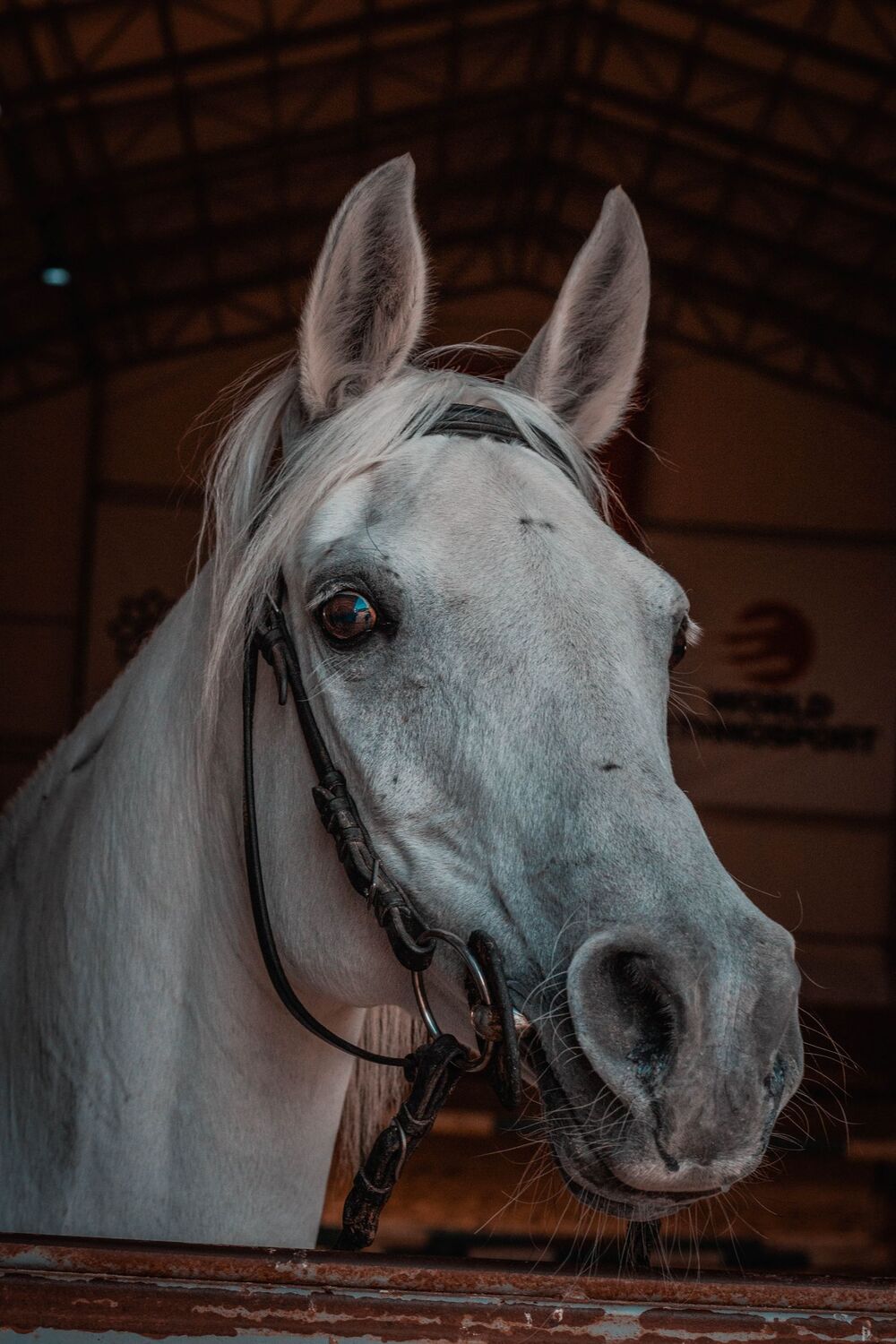 Close portrait of a grey horse, its large dark eye catching the light