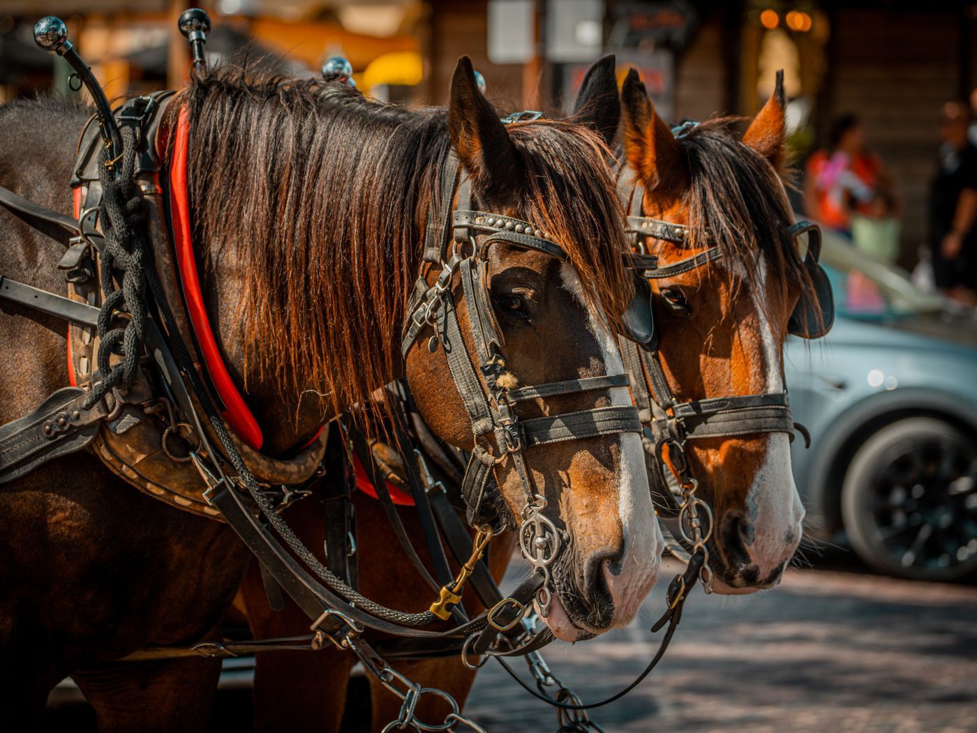 Two harnessed carriage horses in blinkers waiting on a city street