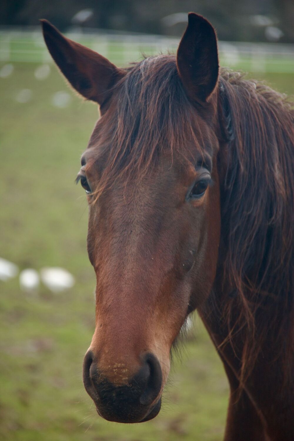 A soft-eyed bay horse in a green field, looking directly at the camera