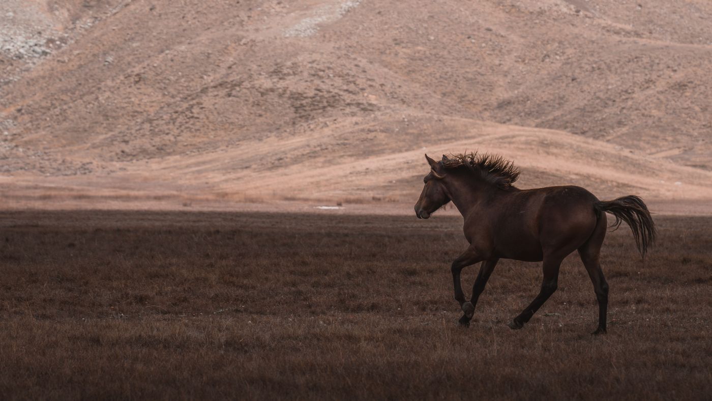 A dark horse running free across an open plain beneath bare hills